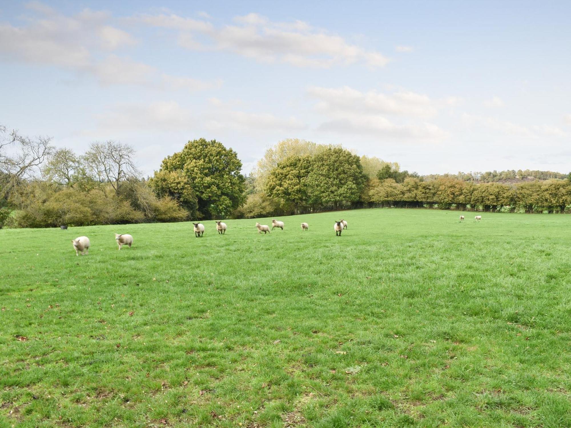 Farmhouse Garden Shepherds Hut Thursley Dış mekan fotoğraf
